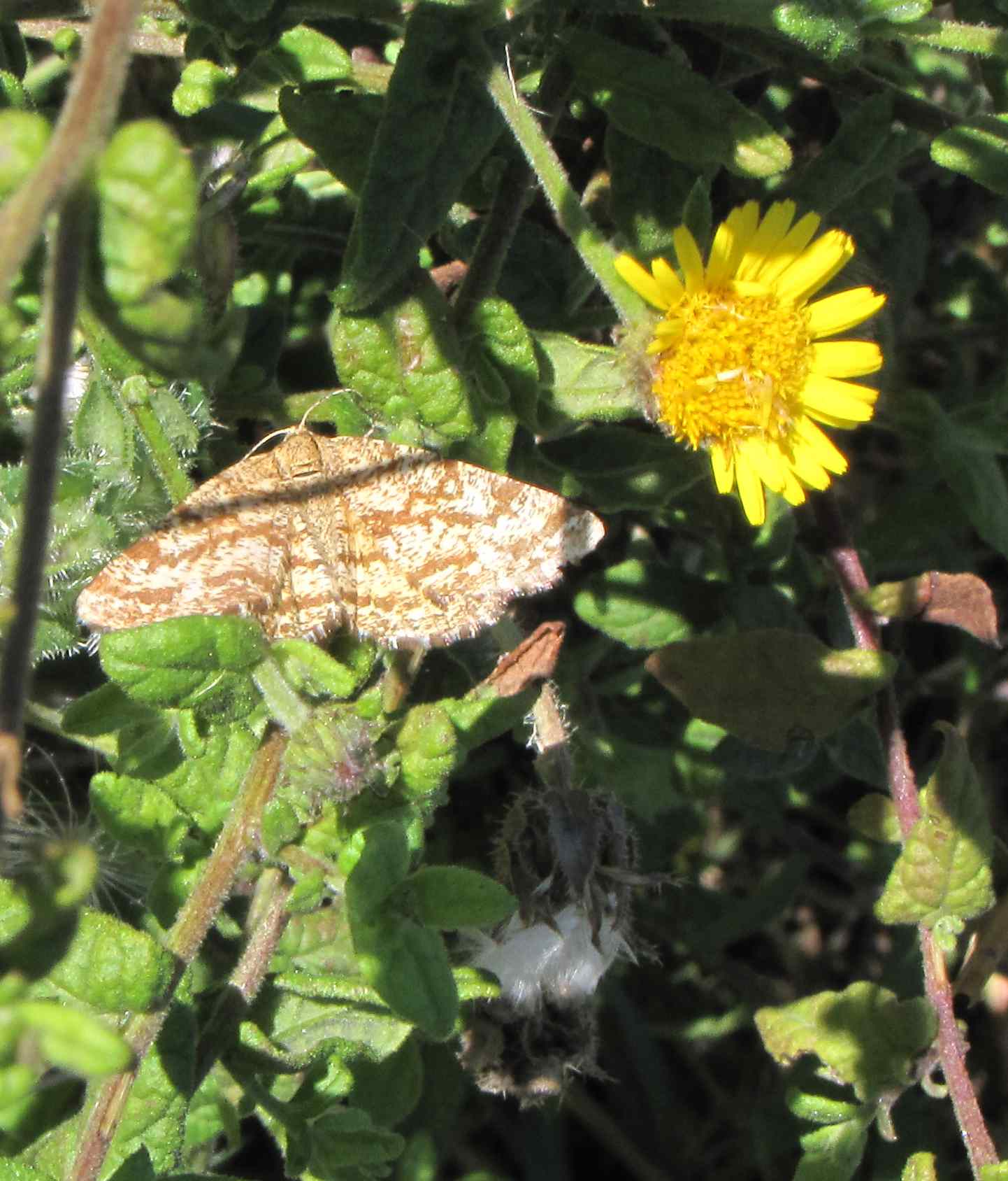 falena al mare : Ematurga atomaria ♀